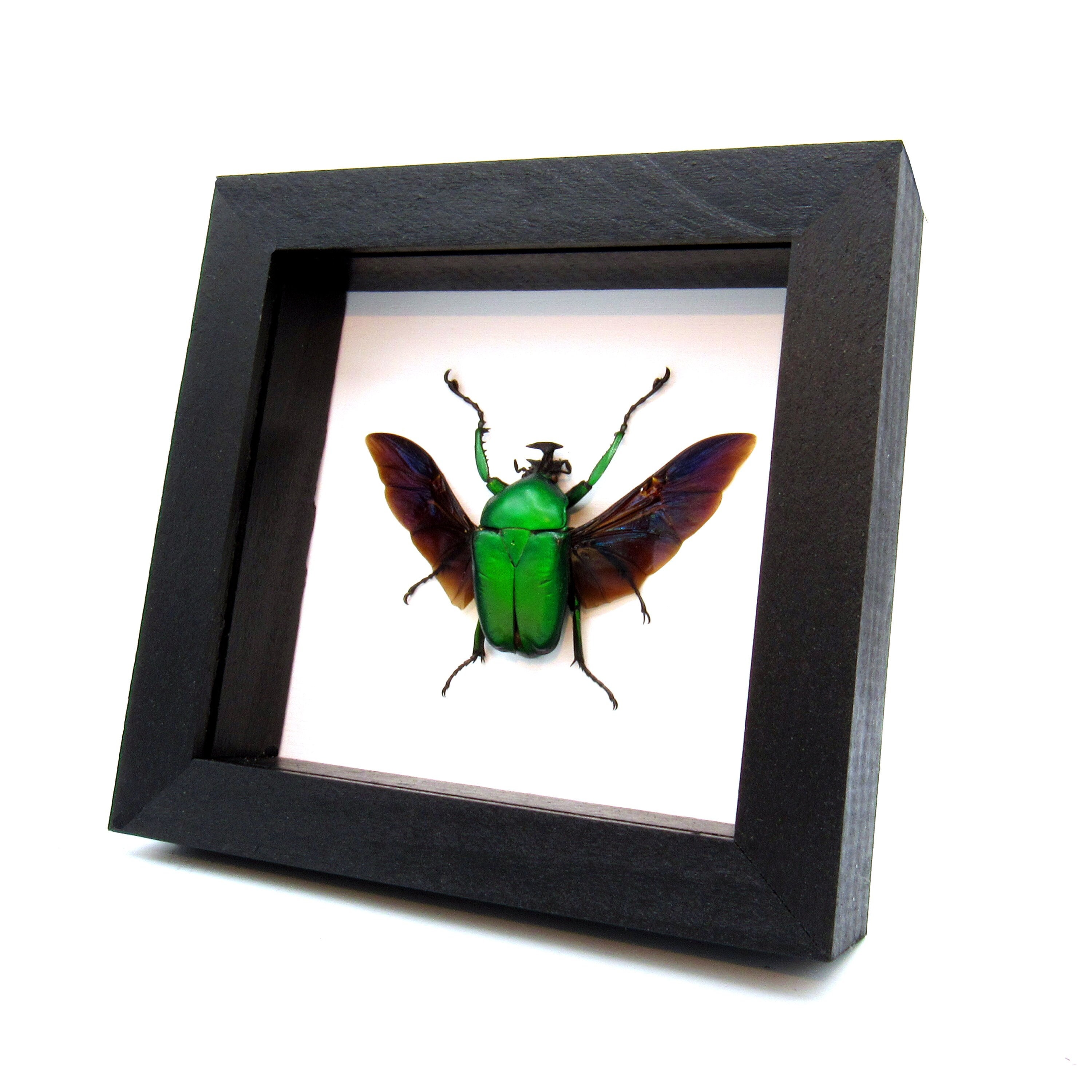 Large Green African Scarab Beetle Framed Taxidermy - Dicronorrhina