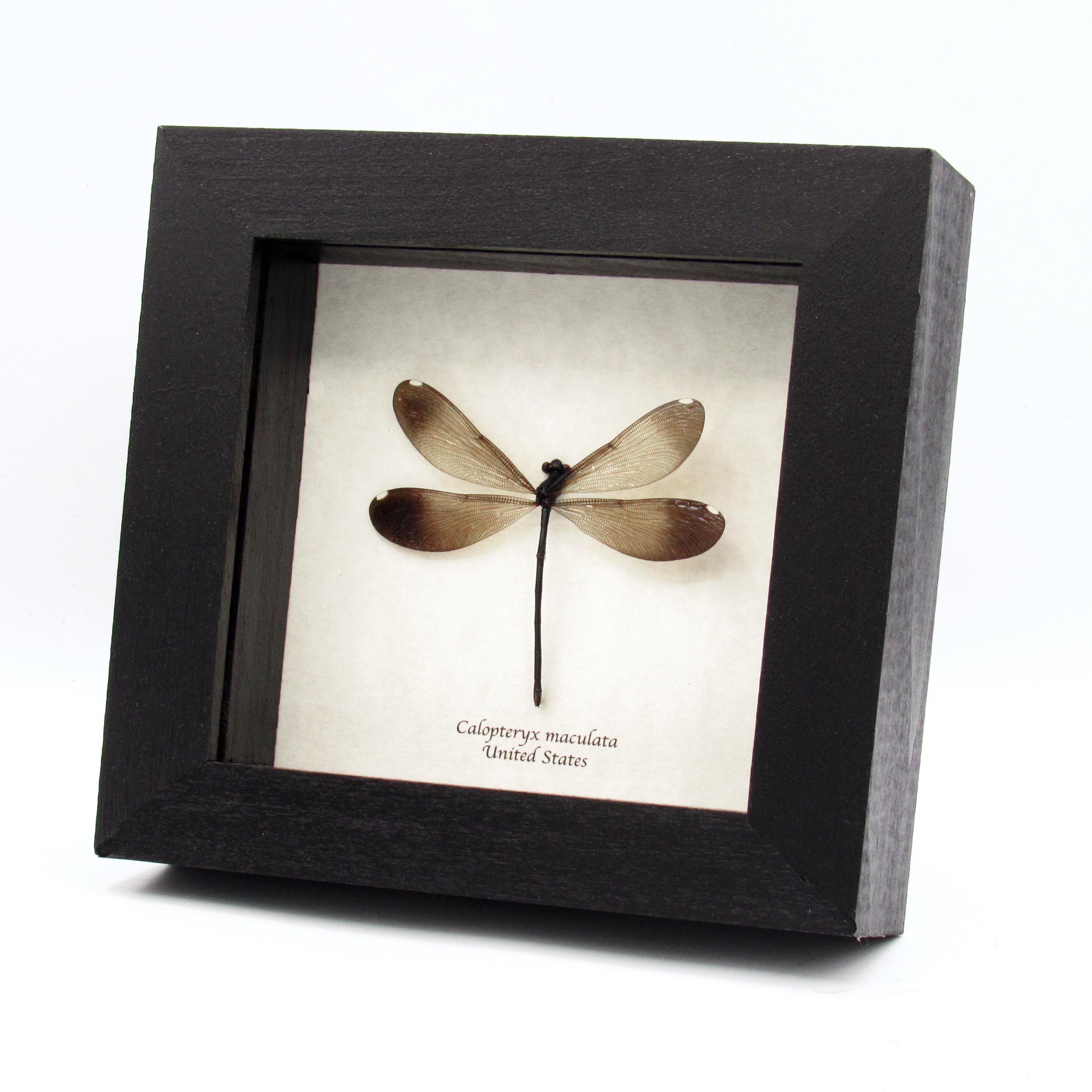 クリストファーマーレー　標本　イトトンボ　Amber Damselfly クリストファーマーレー 標本 イトトンボ Amber Damselfly Amber