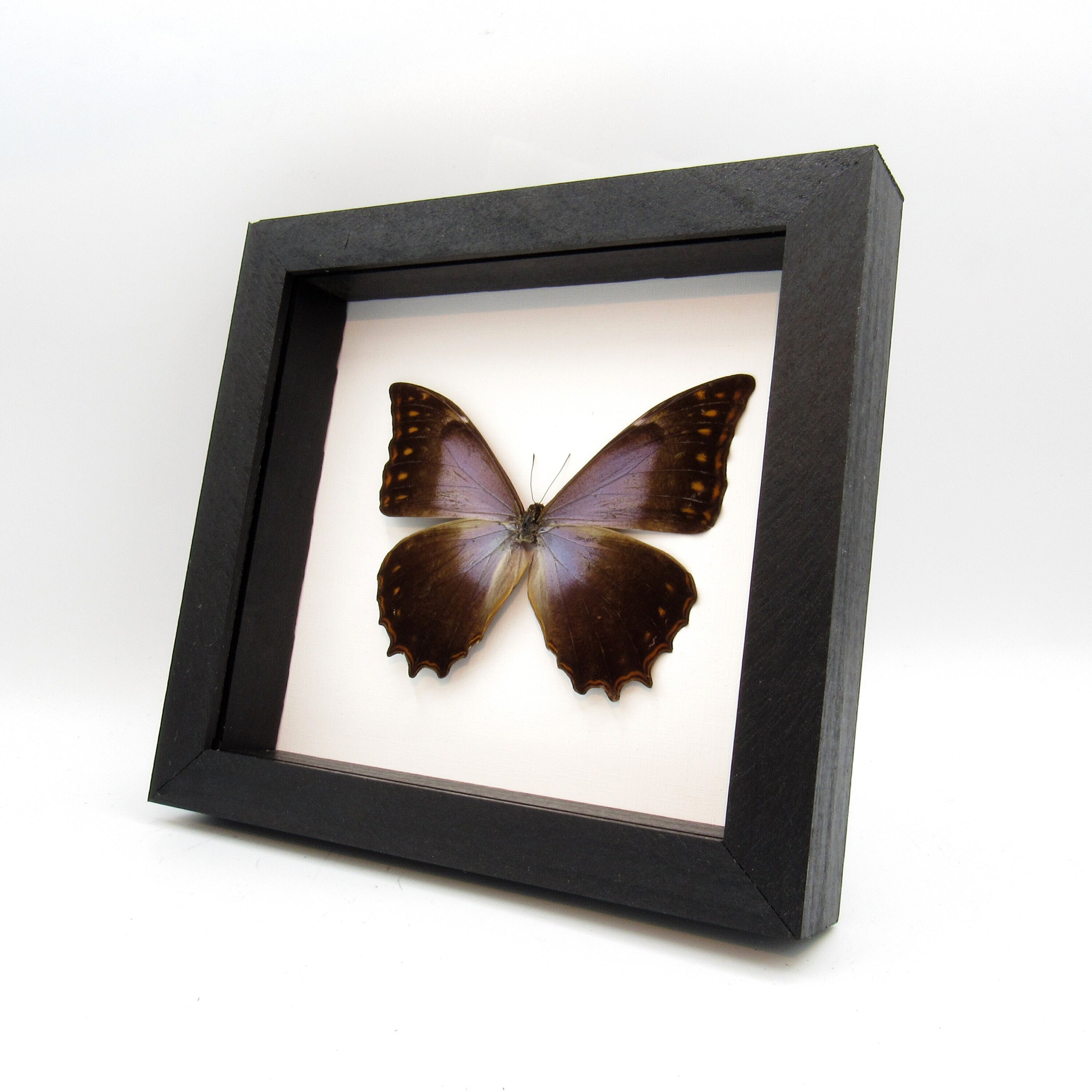 リクエスト品　専用　白色のテセウスモルフォ プラスサイズ】セーラーギャザーブラウス - ブラウス