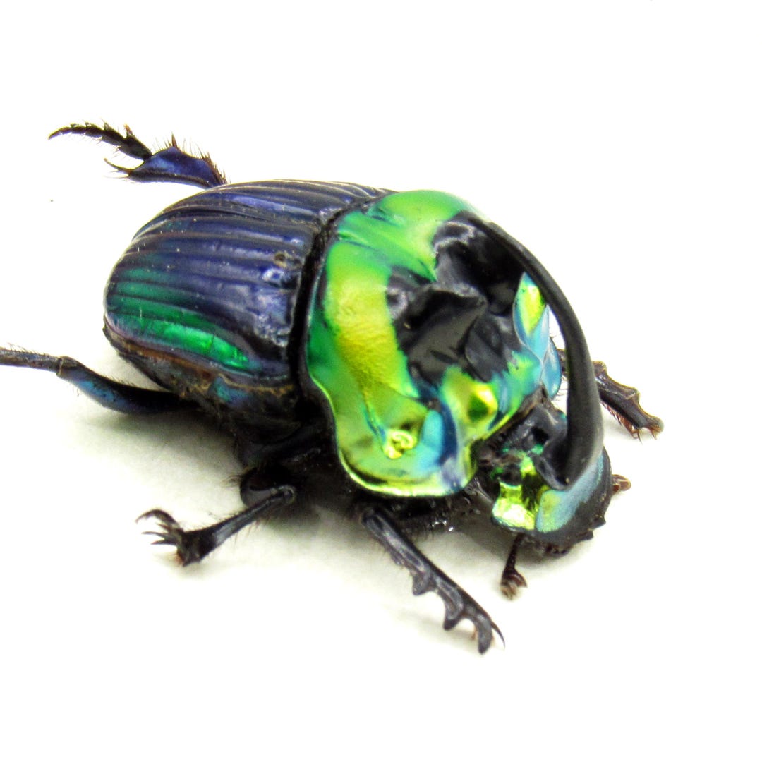 本物の虹色スカラベの額入り剥製 - Phanaeus imperator - Etsy 日本
