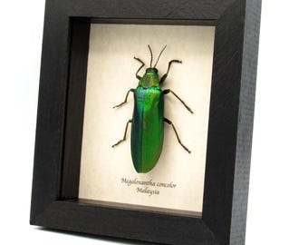 珍しい巨大タマムシの額入り剥製 - Megaloxantha concolor - Etsy 日本