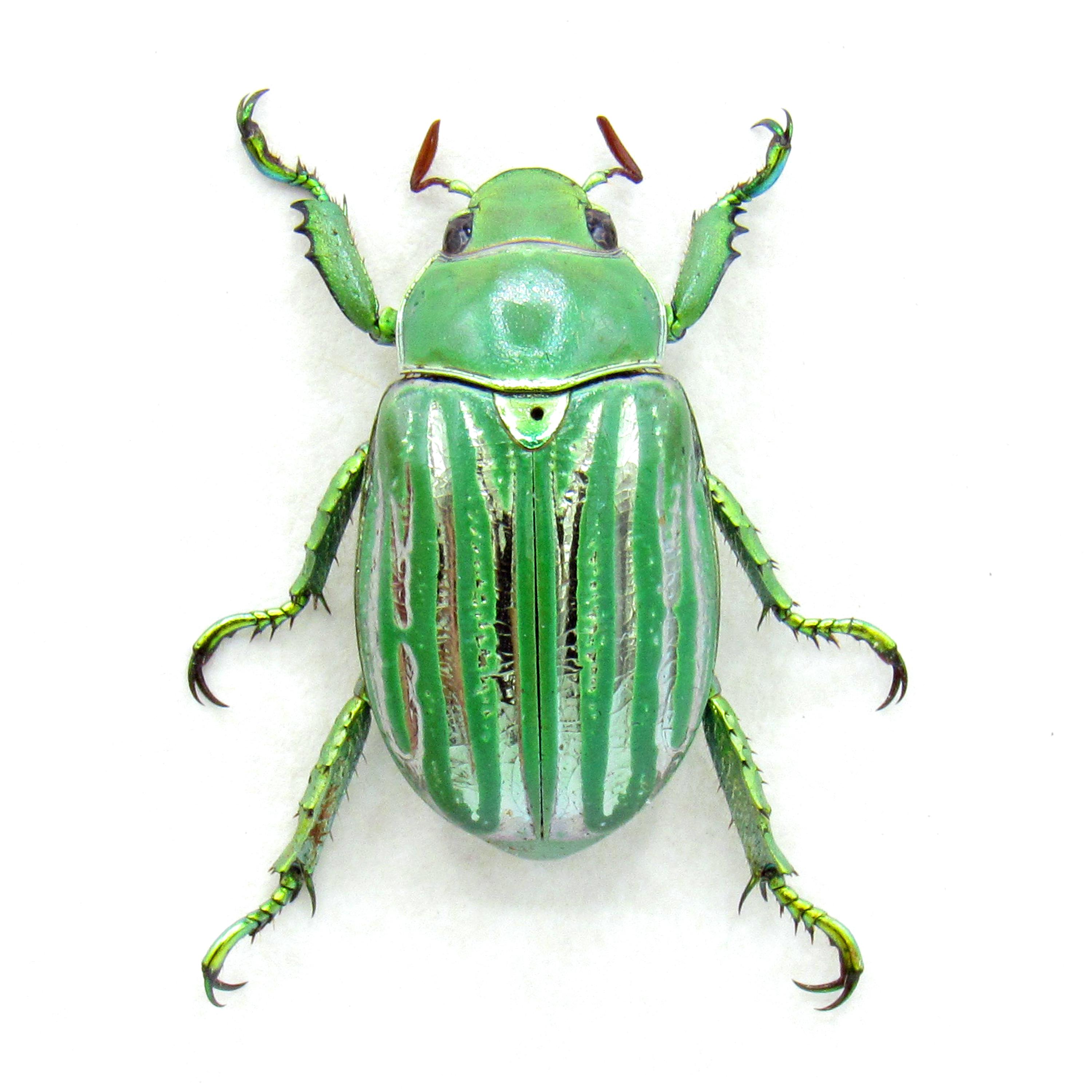 Real Metallic Gold Jewel Beetle Framed Taxidermy - Chrysina