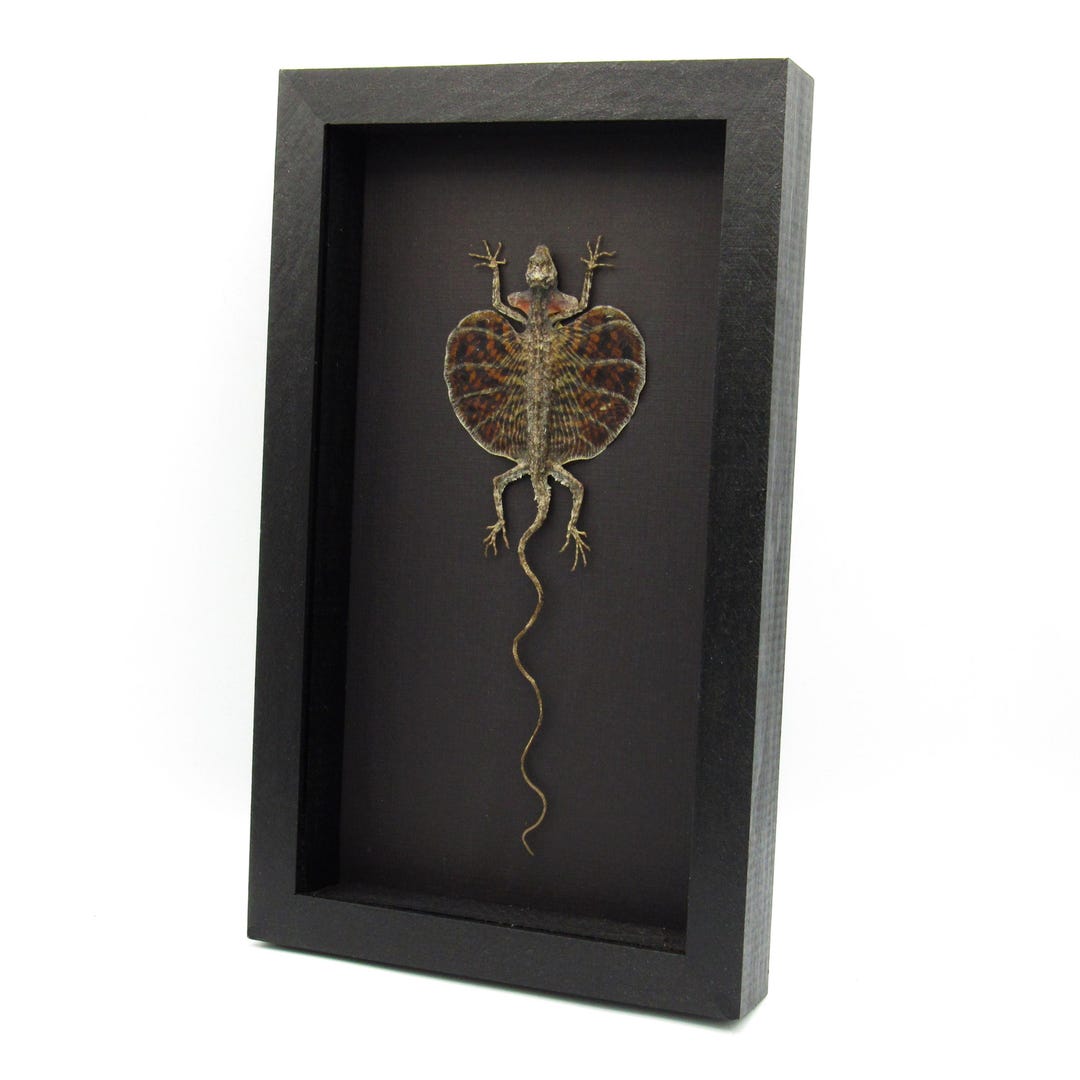Real Red Bearded Flying Dragon Lizard Framed Taxidermy - Draco