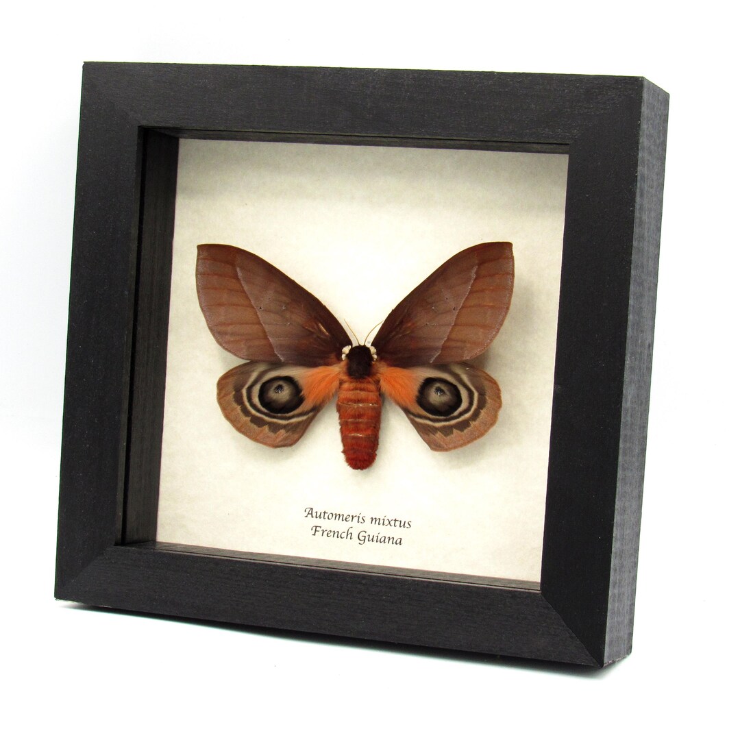 Real Saturn Moth Framed Taxidermy - Automeris Mixtus - Large Female - Etsy