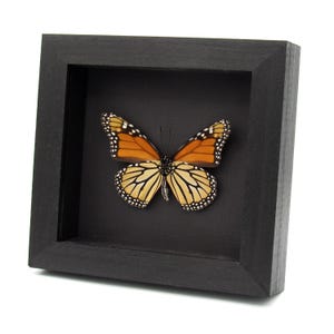Real XL Monarch framed taxidermy butterfly - Danaus plexippus