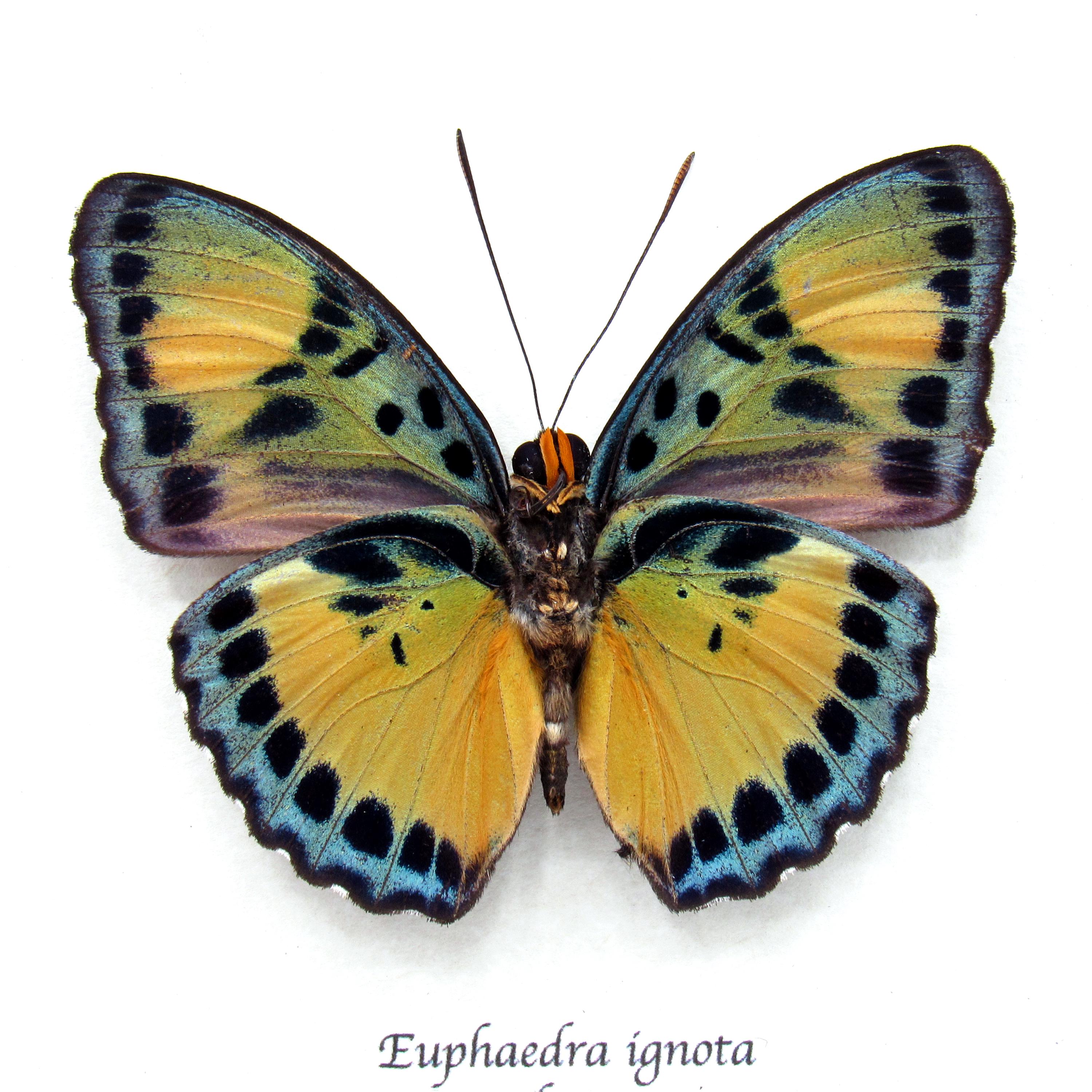 本 最終価格‼️Butterflies of Afrotropical アフリカ蝶