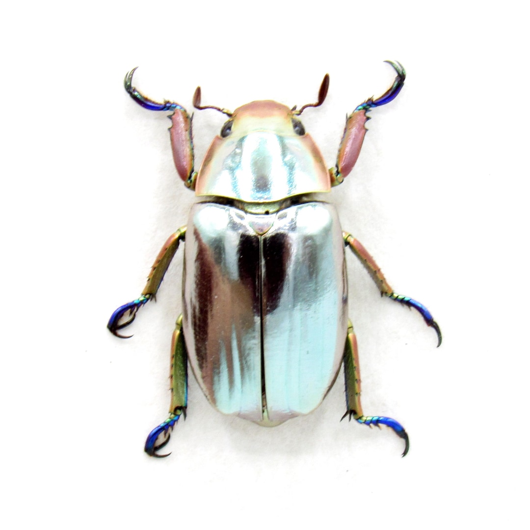 昆虫標本 コガネムシ 【公式通販】