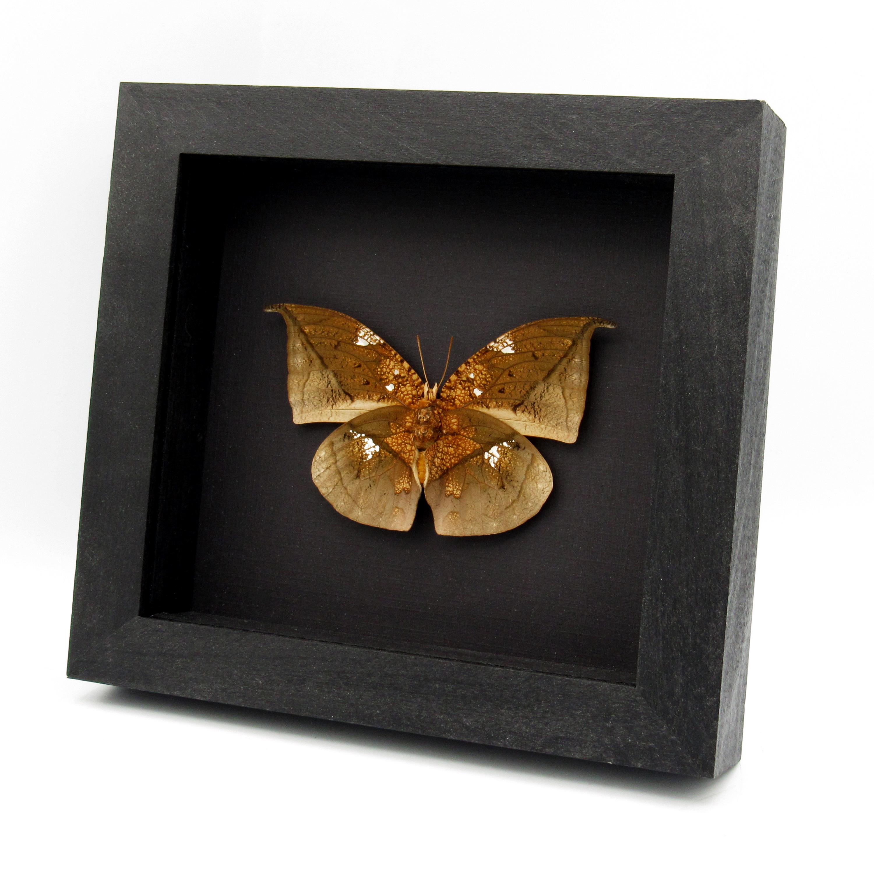 Real Metallic Gold Dead Leaf Butterfly Framed Taxidermy - Anaea