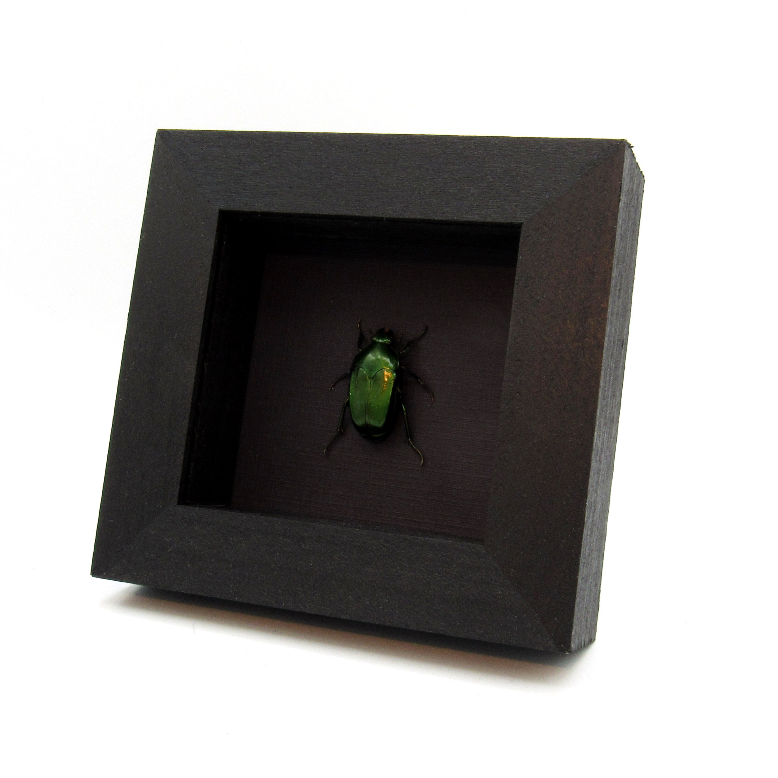 Real Metallic Green Beetle Framed Taxidermy - Ischiopsopha