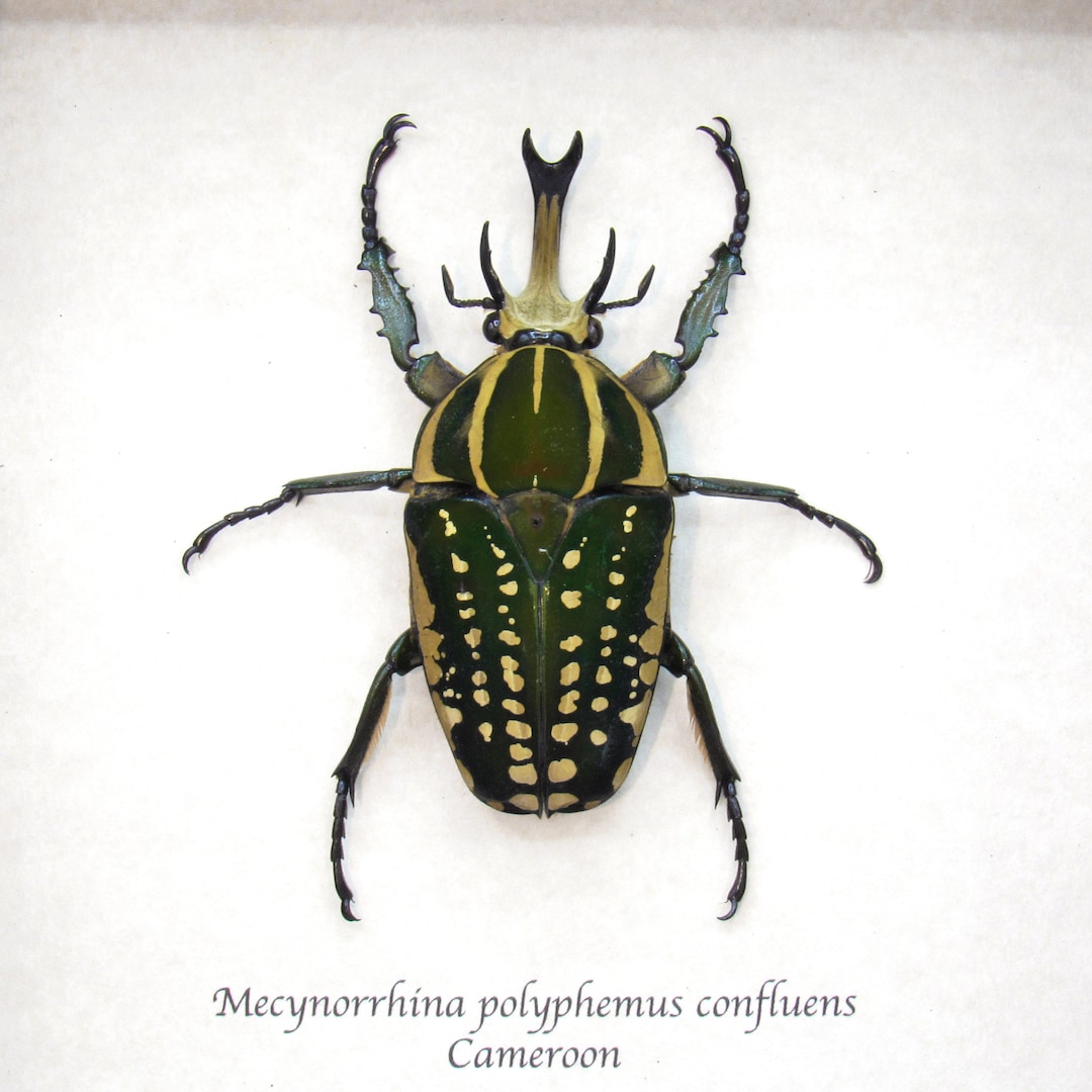 標本 Very Rare Mecosarthron buphagus 65mm il_1080xN.4355411810_eydb.jpg