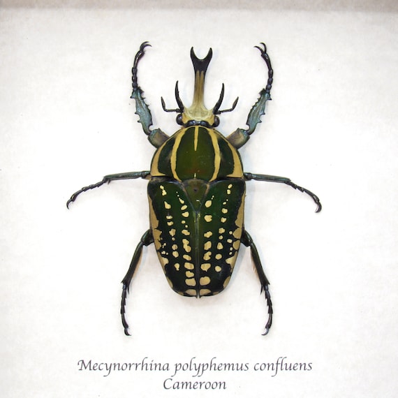 Very Large Real Scarab Beetle Framed Taxidermy - Mecynorrhina