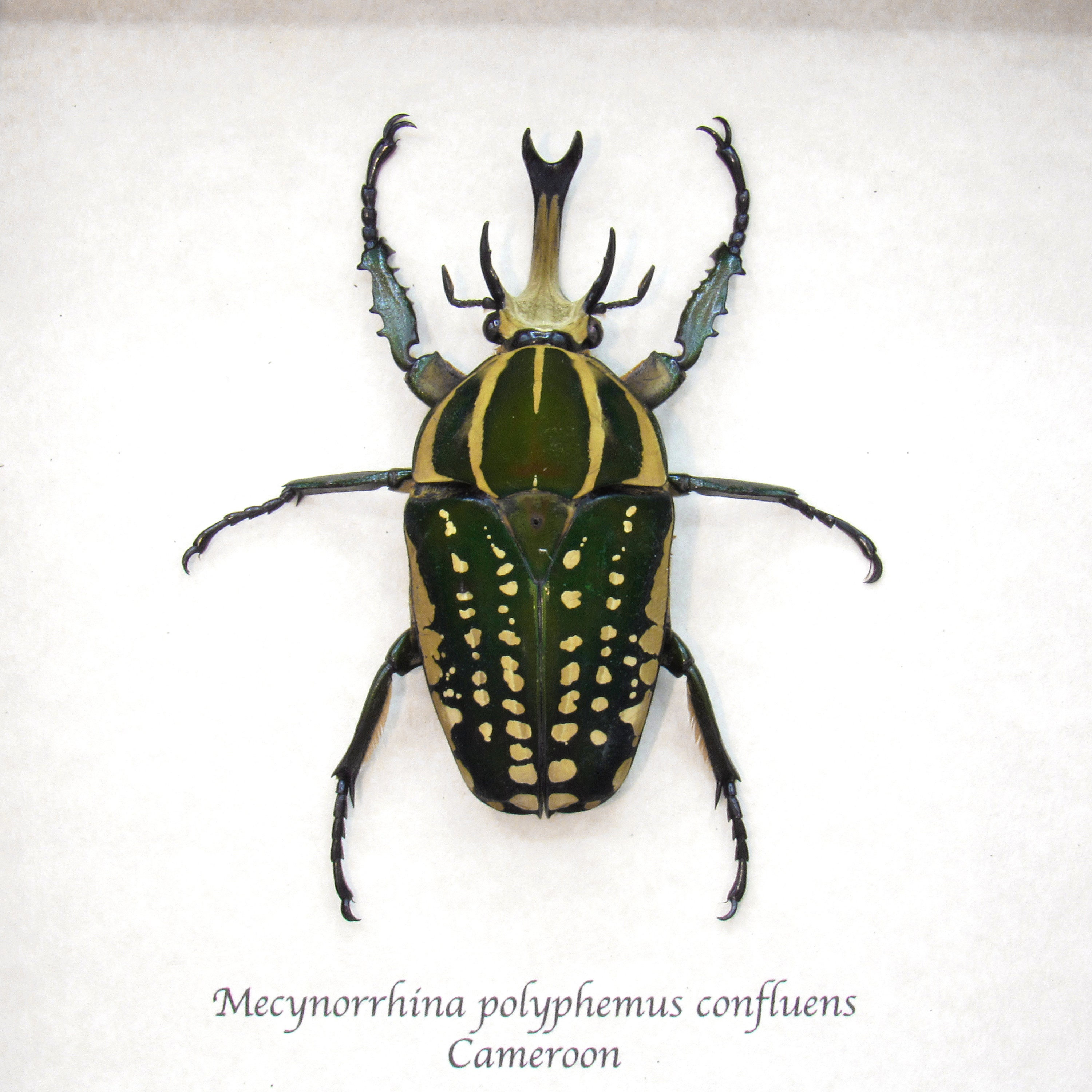 Very Large Real Scarab Beetle Framed Taxidermy - Mecynorrhina