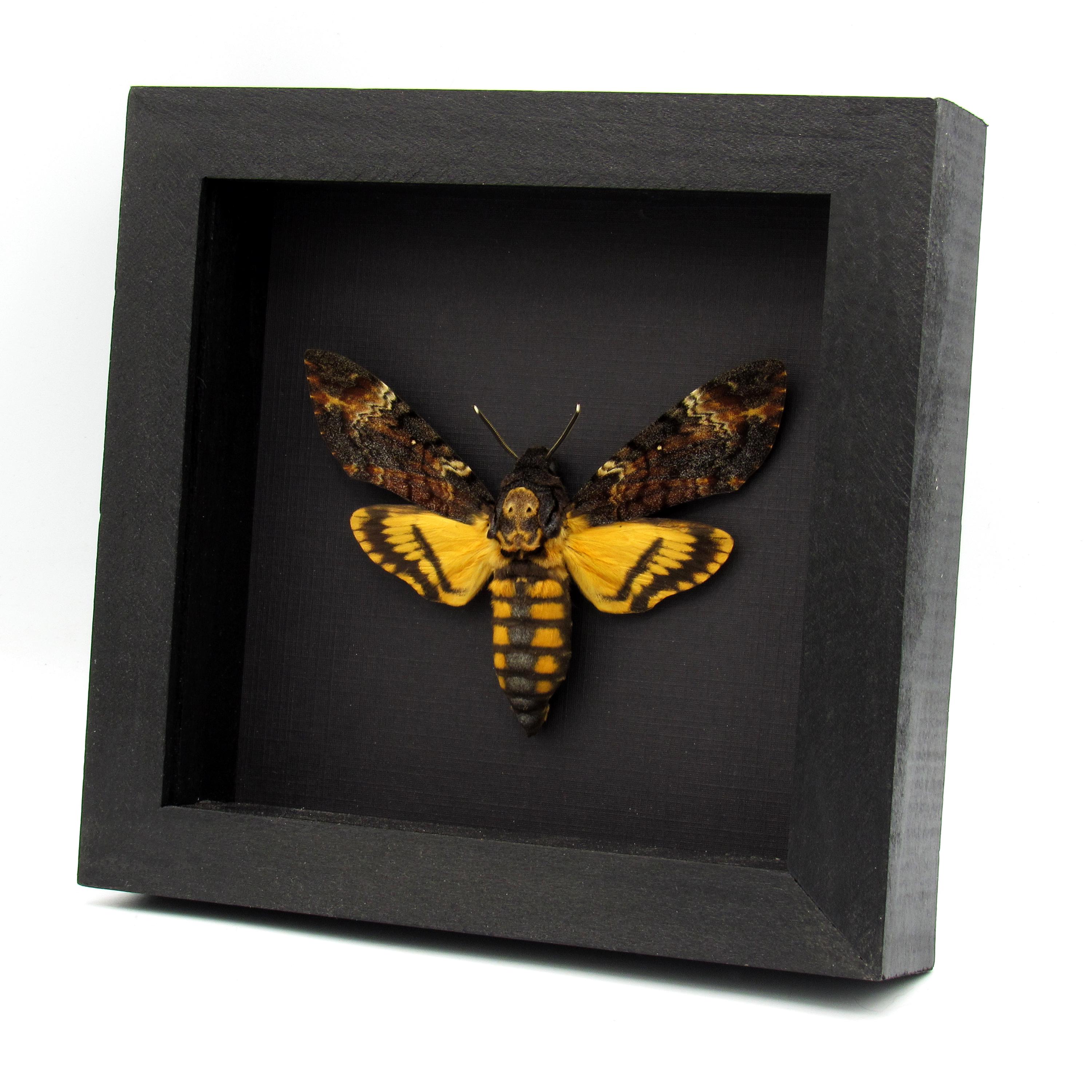Acherontia styx - Etsy 日本