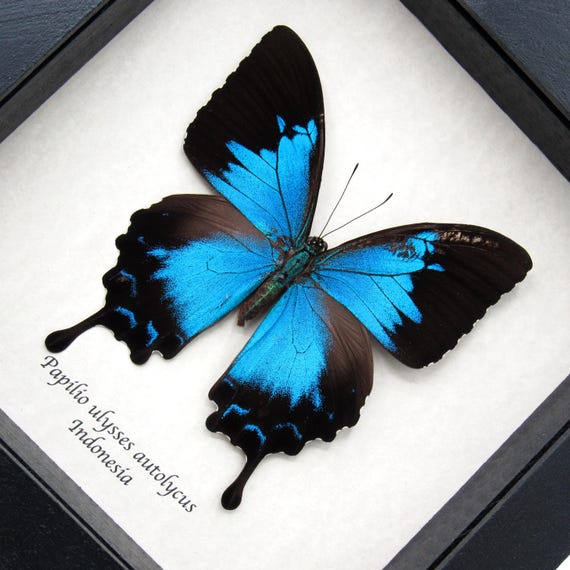 Rare Metallic Blue Ulysses Butterfly Framed Taxidermy - Papilio