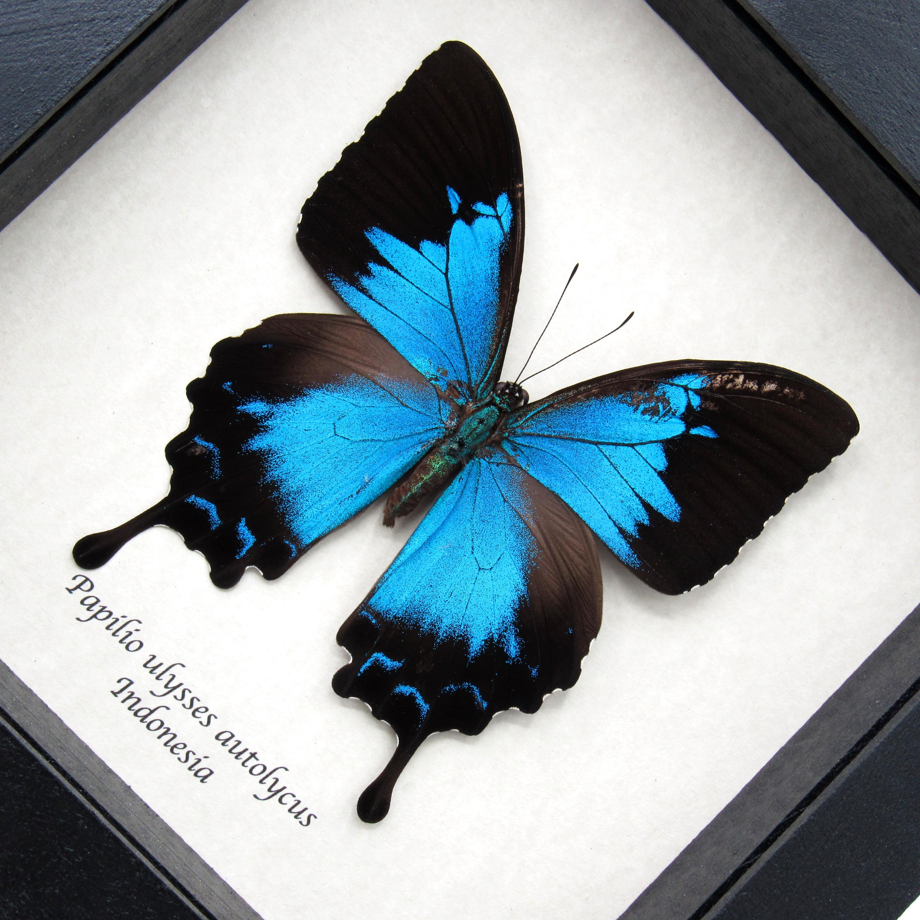 蝶の標本 額装 Papilio ulysses Morpho Real Framed Butterfly