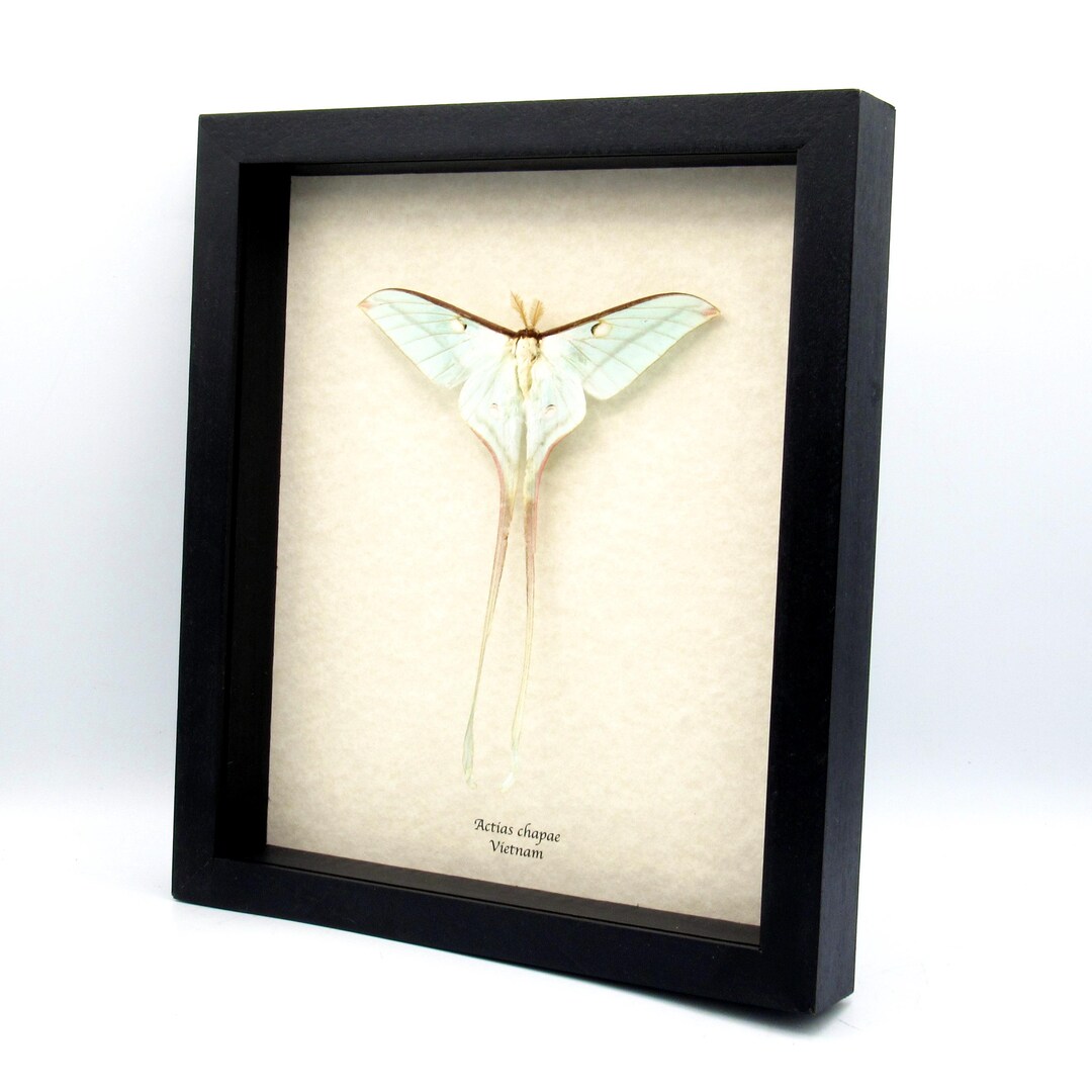 蝶々の剥製(1980年)【絶滅危惧種有り】 非常に珍しい蛾に似たアゲハチョウの額入り剥製 - Papilio