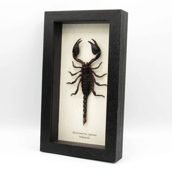 蠍の剥製 【公式通販】