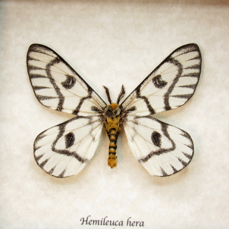 Rare Sagebrush Sheep moth framed taxidermy Hemileuca hera image 1