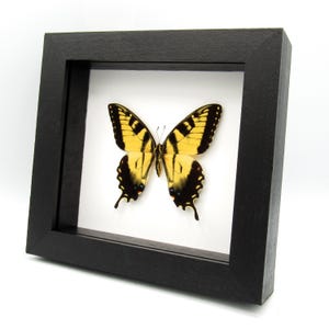 May include: A framed black swallowtail butterfly with yellow and black wings. The butterfly is mounted on a white background and framed in a black frame.