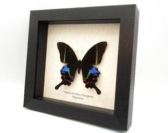珍しいクリシュナクジャクアゲハの額入り剥製 - Papilio krishna