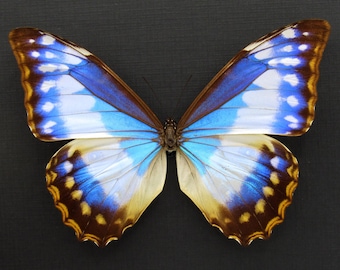 珍しいモルフォ蝶のメスの額入り剥製 - Morpho cypris - Etsy 日本
