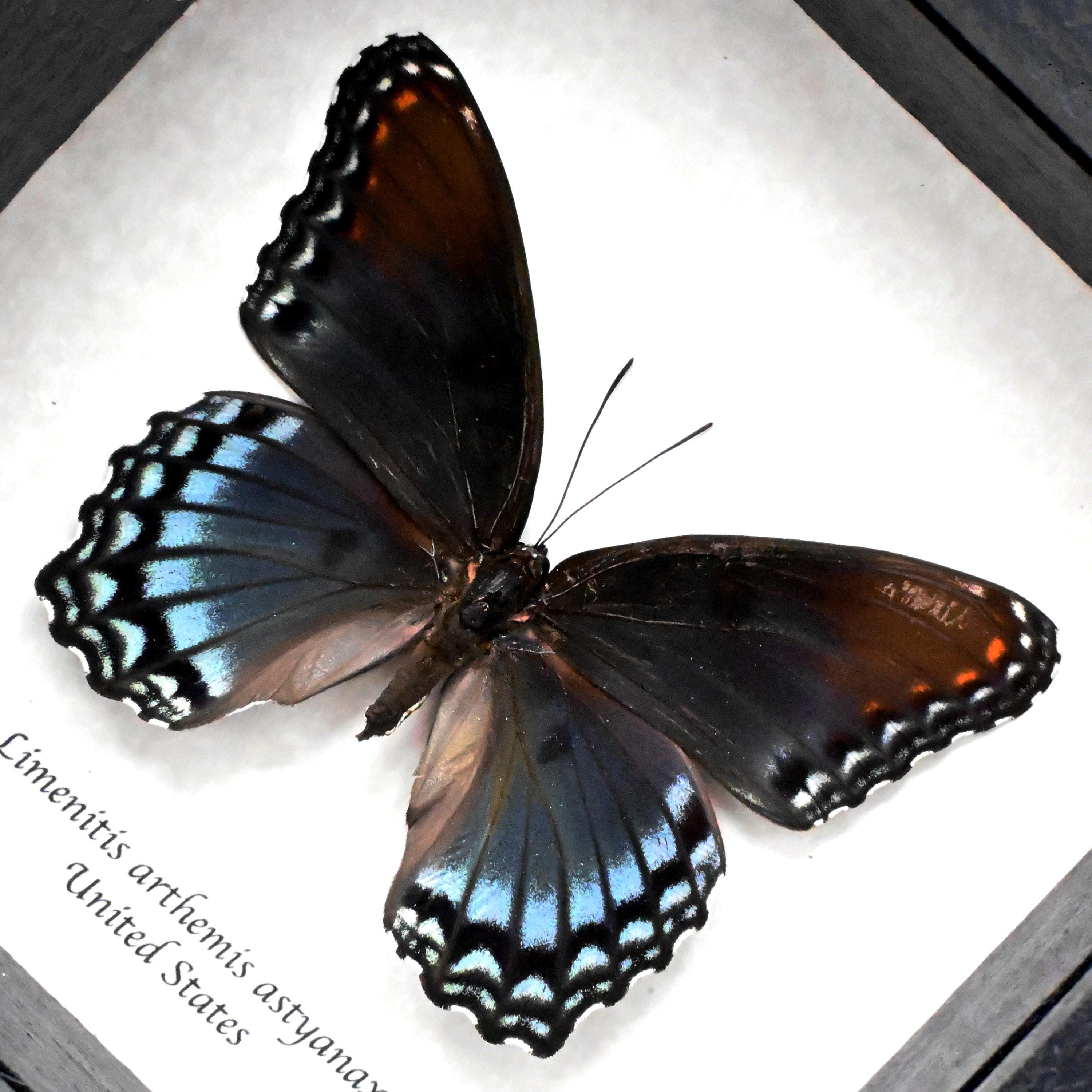 Large Female 