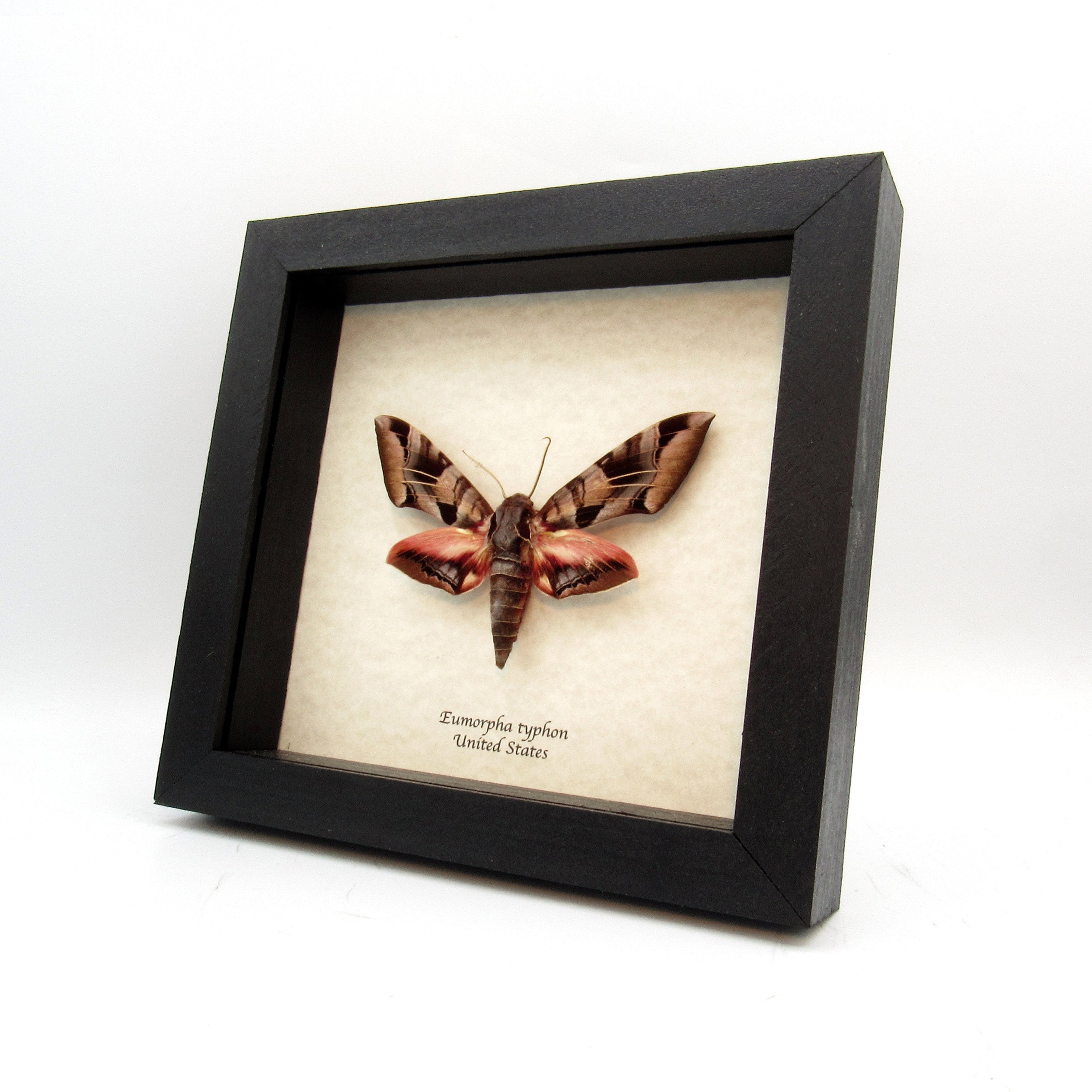 Eumorpha Fasciatus From Florida; With Dried Flower In 5X7 Inch Gold Frame Shadowbox Real Banded Pink Sphinx Moth