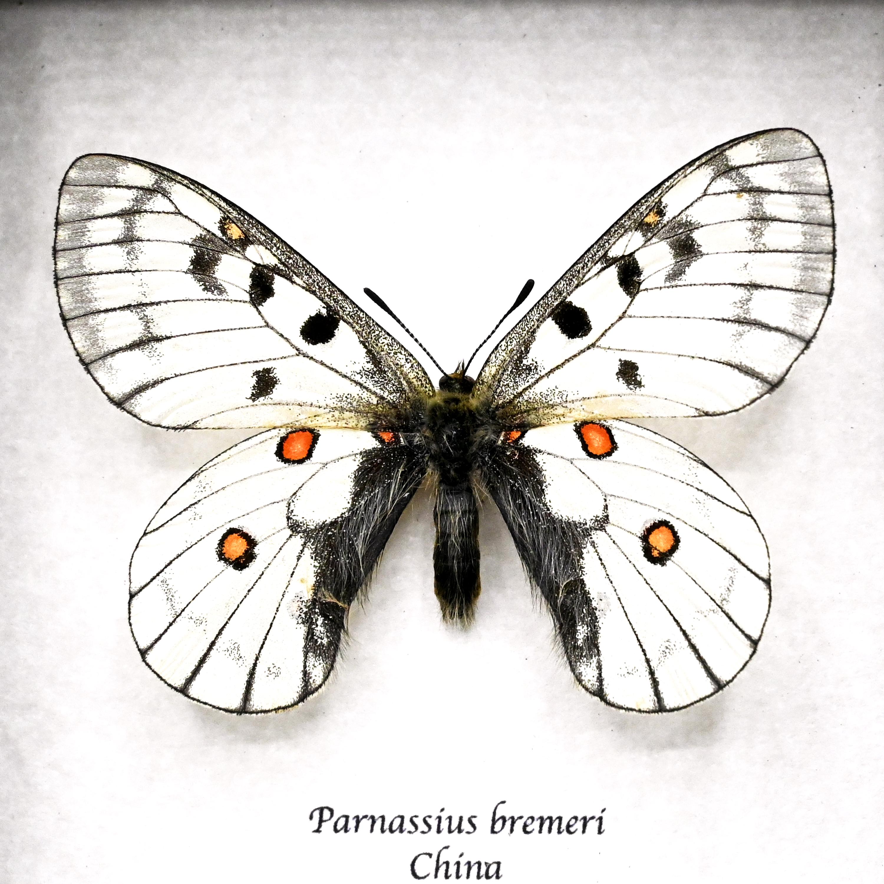 本物の白いアポロ蝶の額装標本 - Parnassius bremeri - Etsy 日本