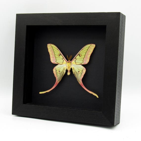 Very Rare Hybrid Moon Moth Framed Taxidermy - Actias Dubernardi X