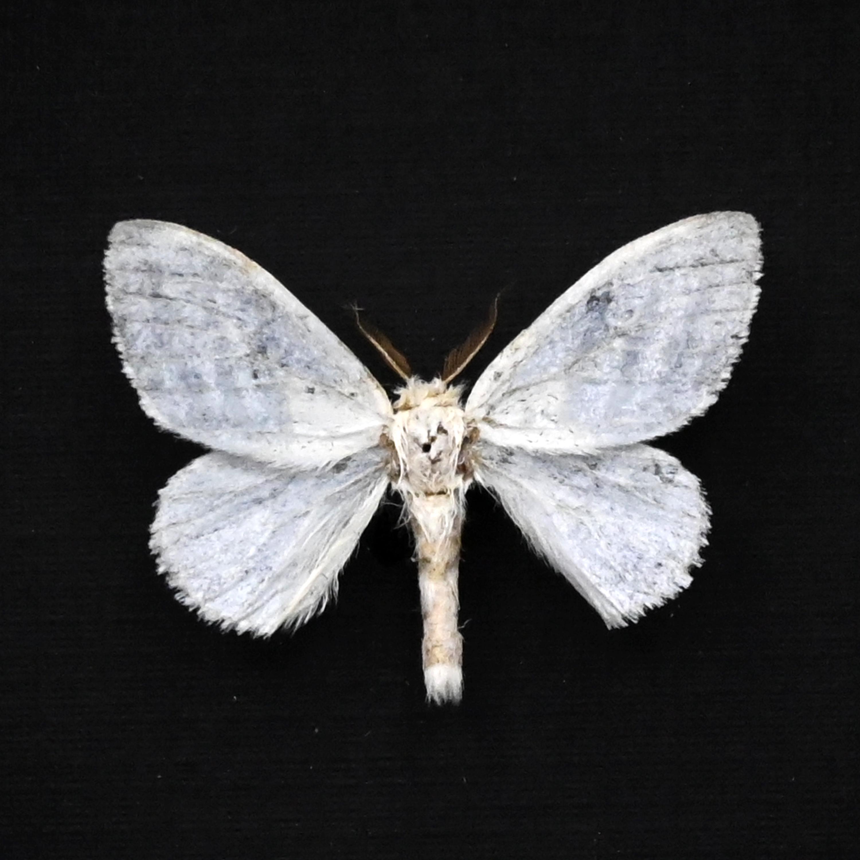 本物の真珠白色蛾の剥製（Leucoma bicolorata） - Etsy 日本