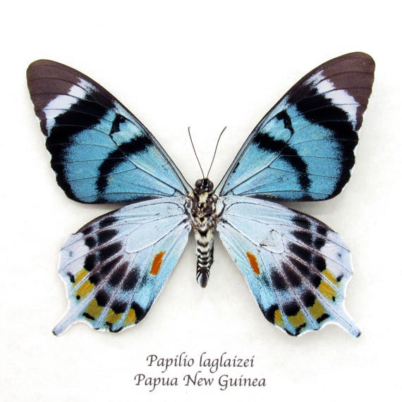 非常に珍しい蛾に似たアゲハチョウの額入り剥製 - Papilio