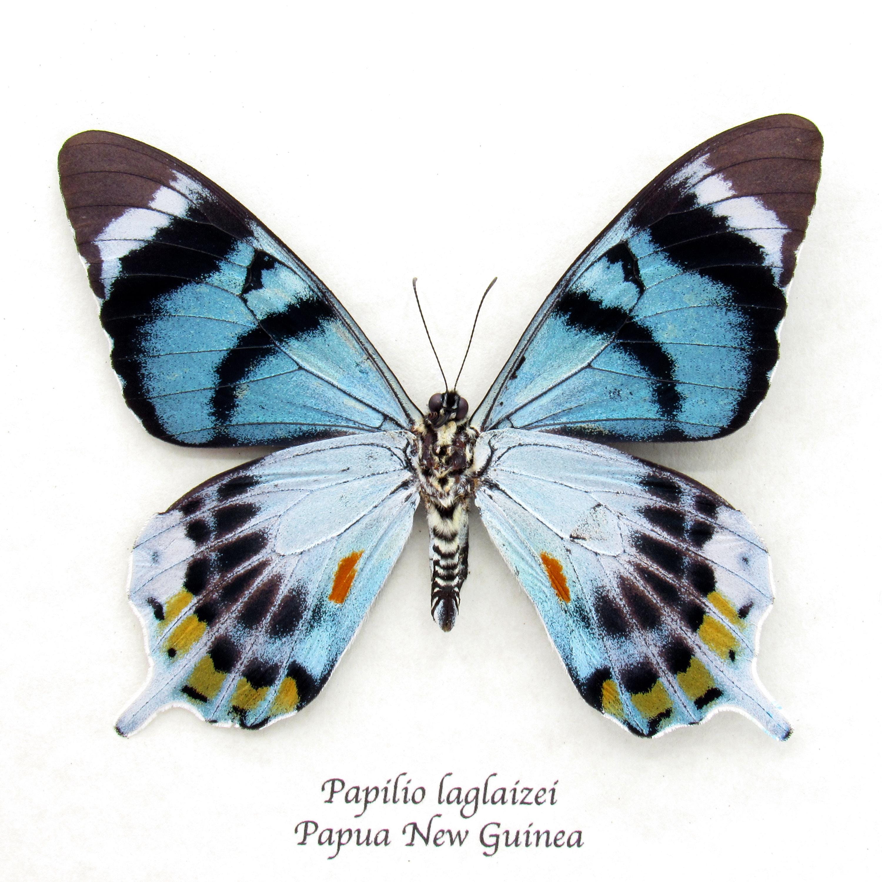 非常に珍しい蛾に似たアゲハチョウの額入り剥製 - Papilio