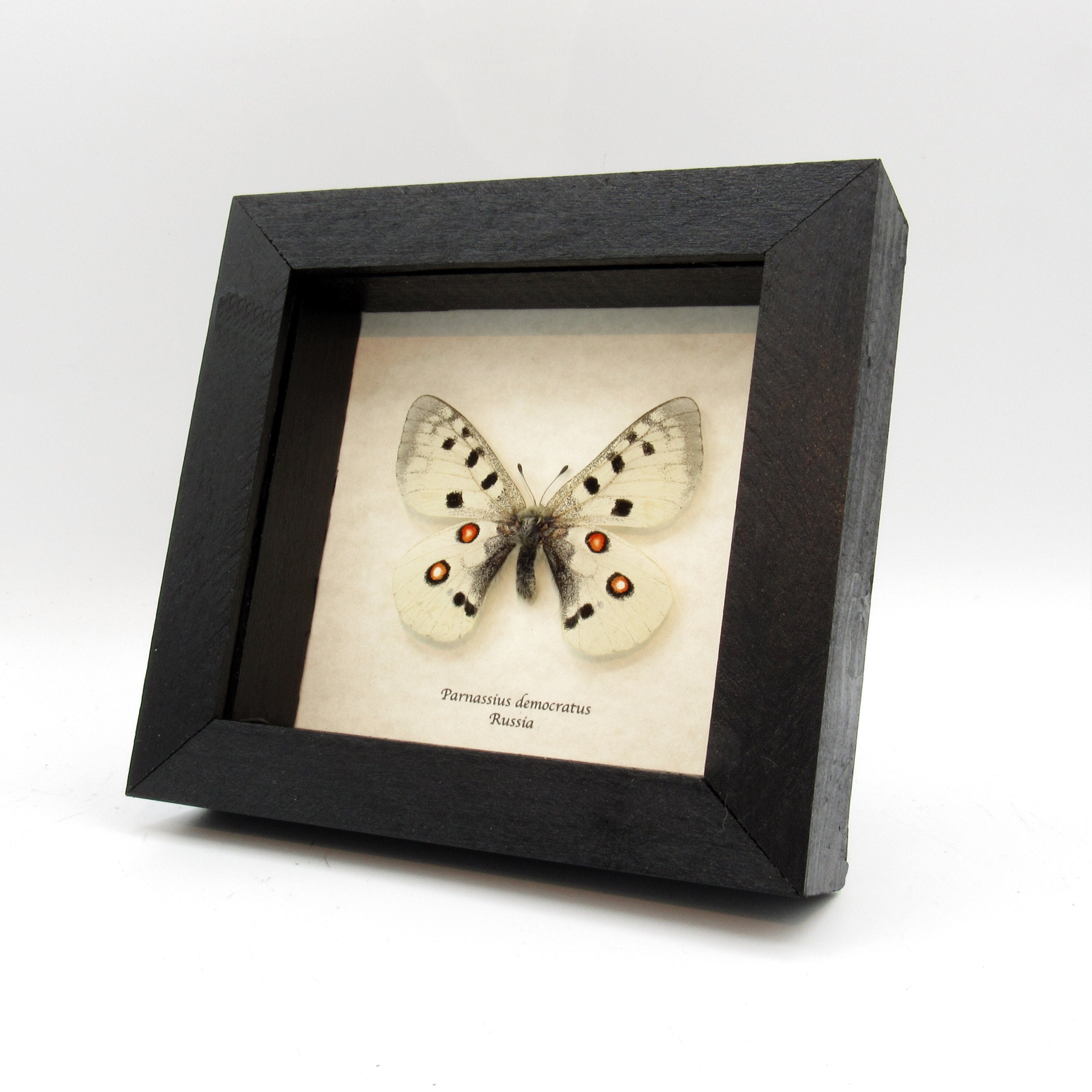 Parnassius apollo - Etsy 日本