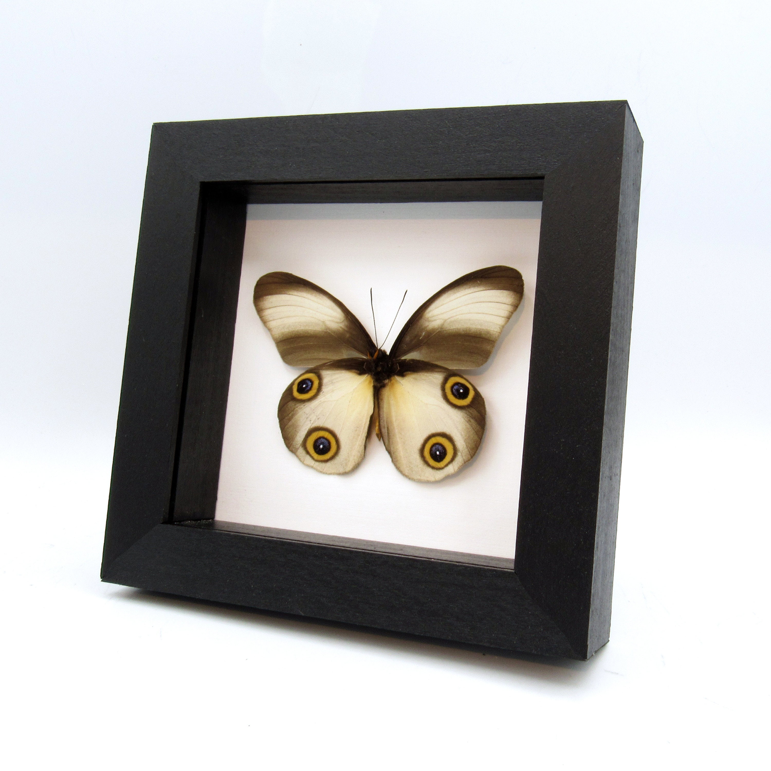 フクロウチョウ　額入り 本物のフクロウ蝶の額入り剥製 - Taenaris artemis - ライトフォーム