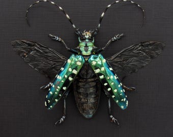 珍しいターコイズ色の大きなカミキリムシの額入り - Anoplophora