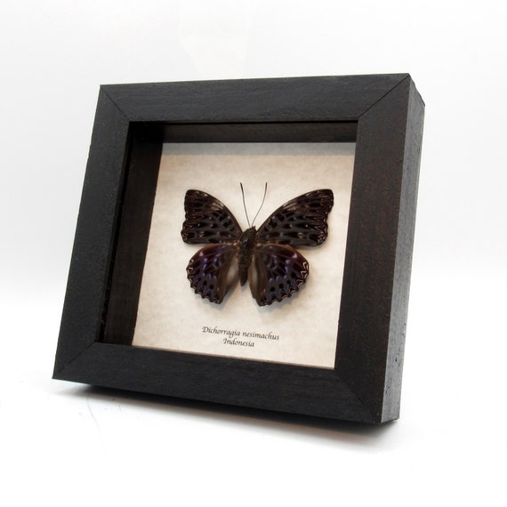 Real Dark Blue Constable Butterfly Framed Taxidermy - Dichorragia