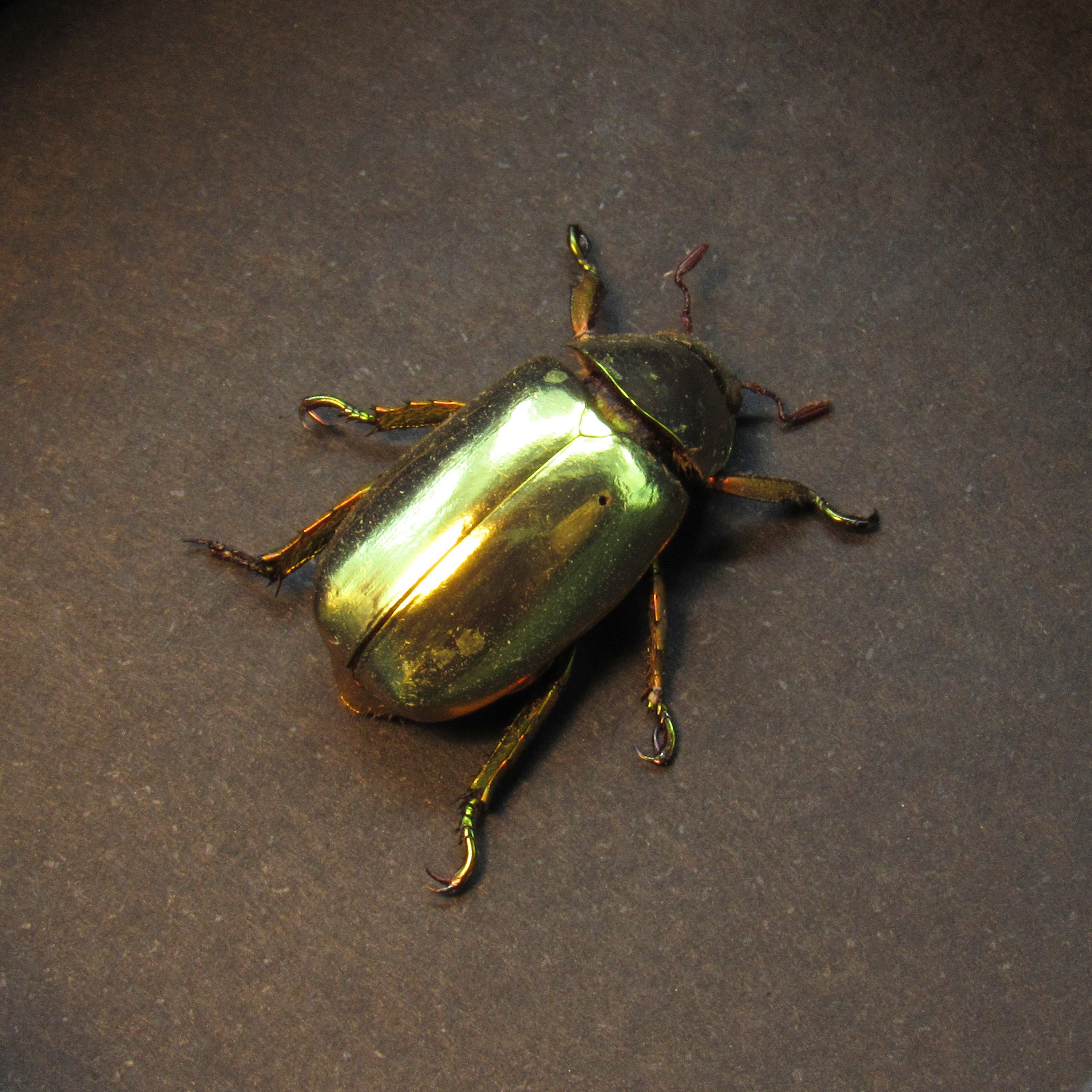 DeliciousTaylormade BeeAroundLil’BEEtle DeliciousTaylormade BeeAroundLil'BEEtle L21b Lg Flower