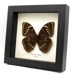 May include: A framed butterfly specimen, a Morpho achilles, from Peru. The butterfly has brown wings with blue and white markings and large eye-like spots.
