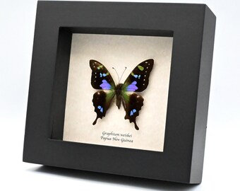 珍しいクリシュナクジャクアゲハの額入り剥製 - Papilio krishna