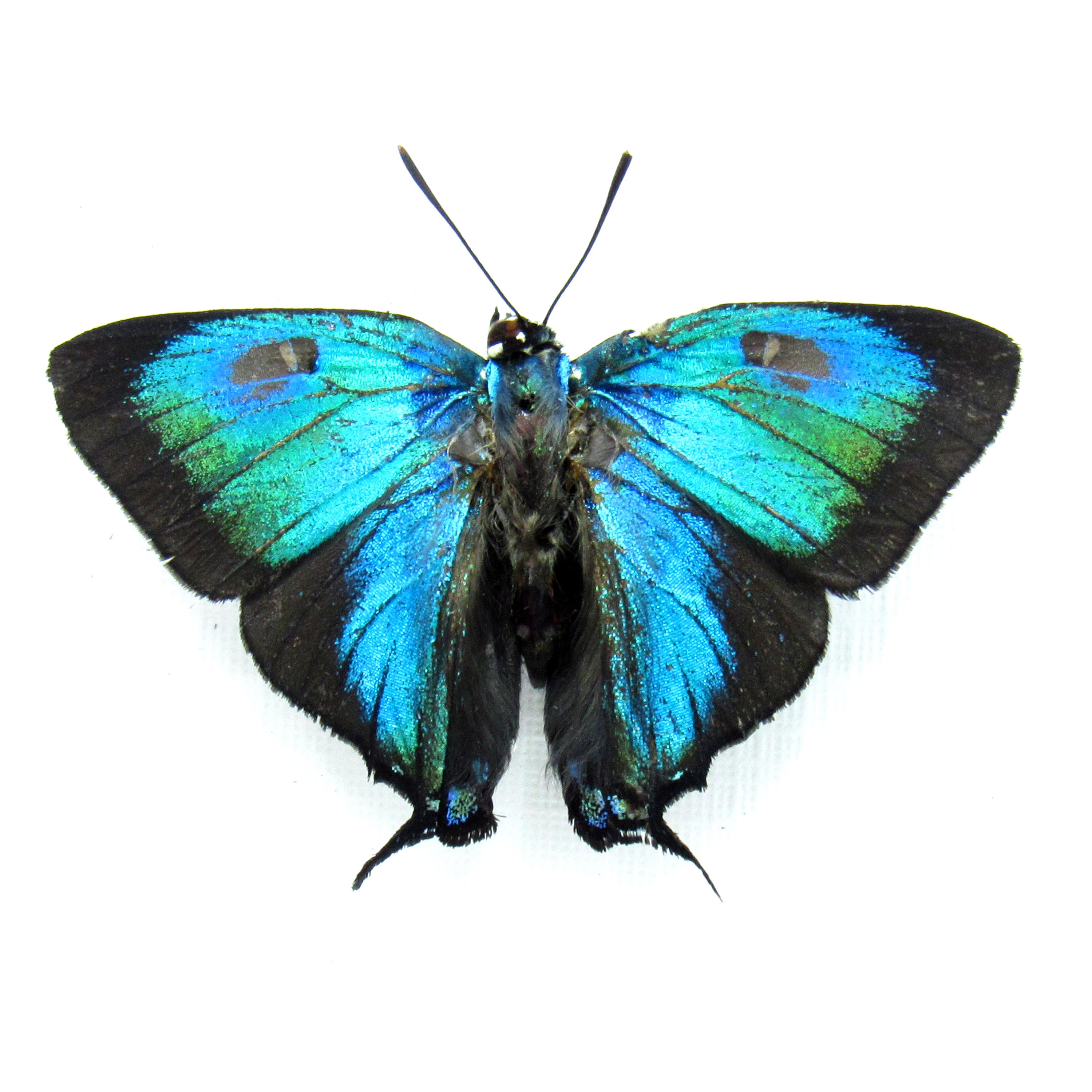 Real Great Purple Hairstreak Butterfly Framed Taxidermy - Atlides