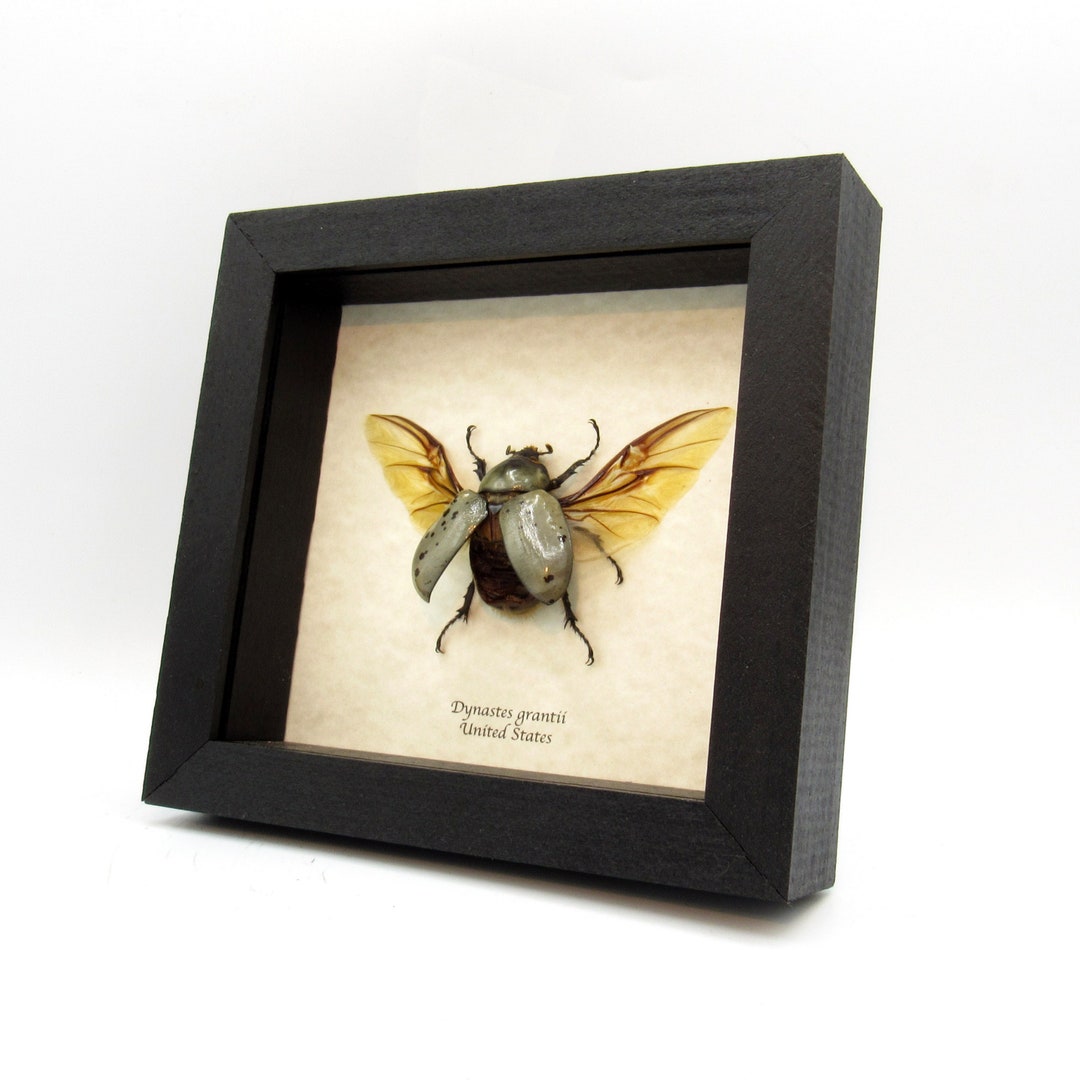 Real XL Western Hercules Beetle Framed Taxidermy - Dynastes