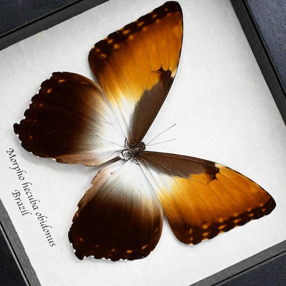 本物のXLサンセットモルフォ蝶の剥製（額装済み） - Morpho hecuba