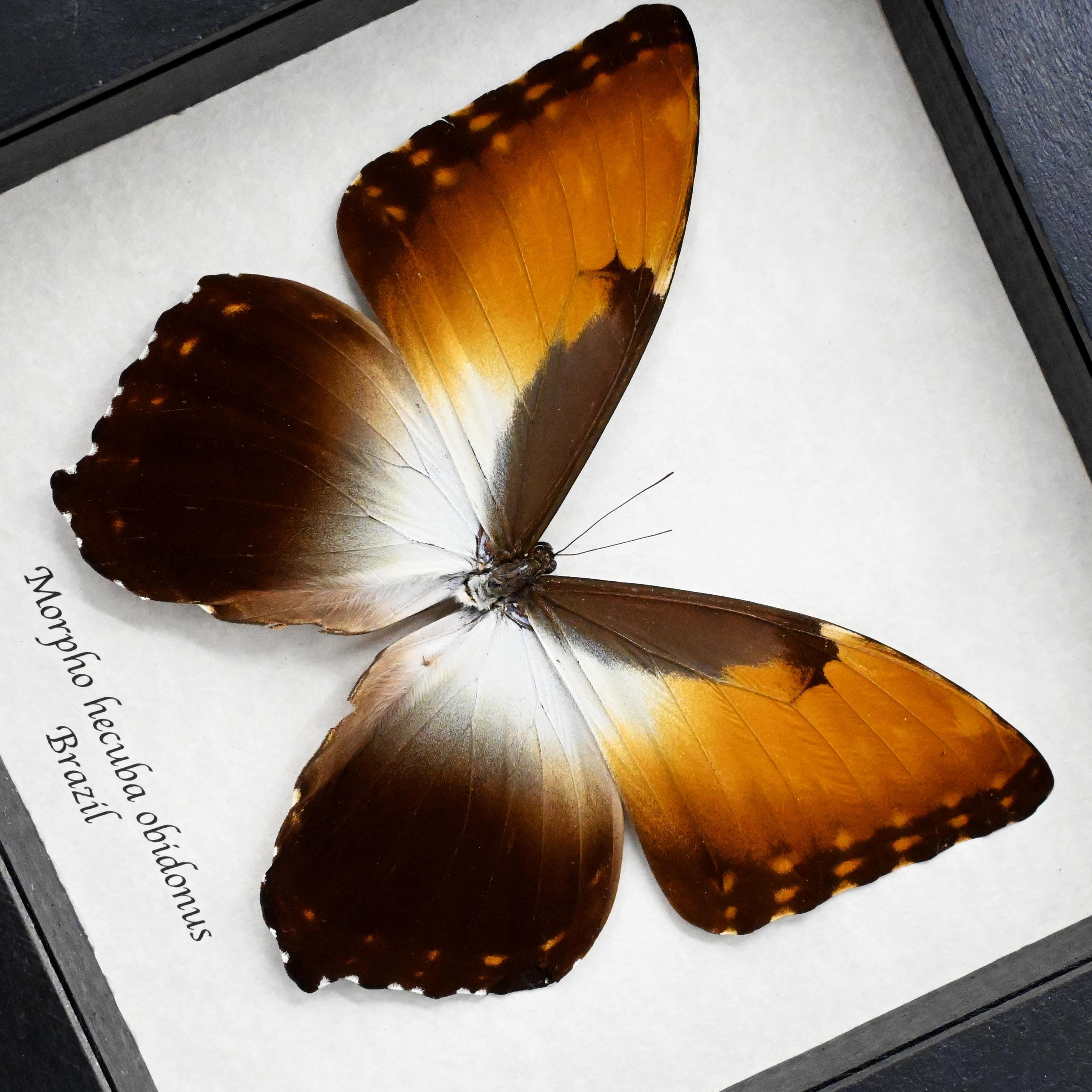 本物のXLサンセットモルフォ蝶の剥製（額装済み） - Morpho hecuba
