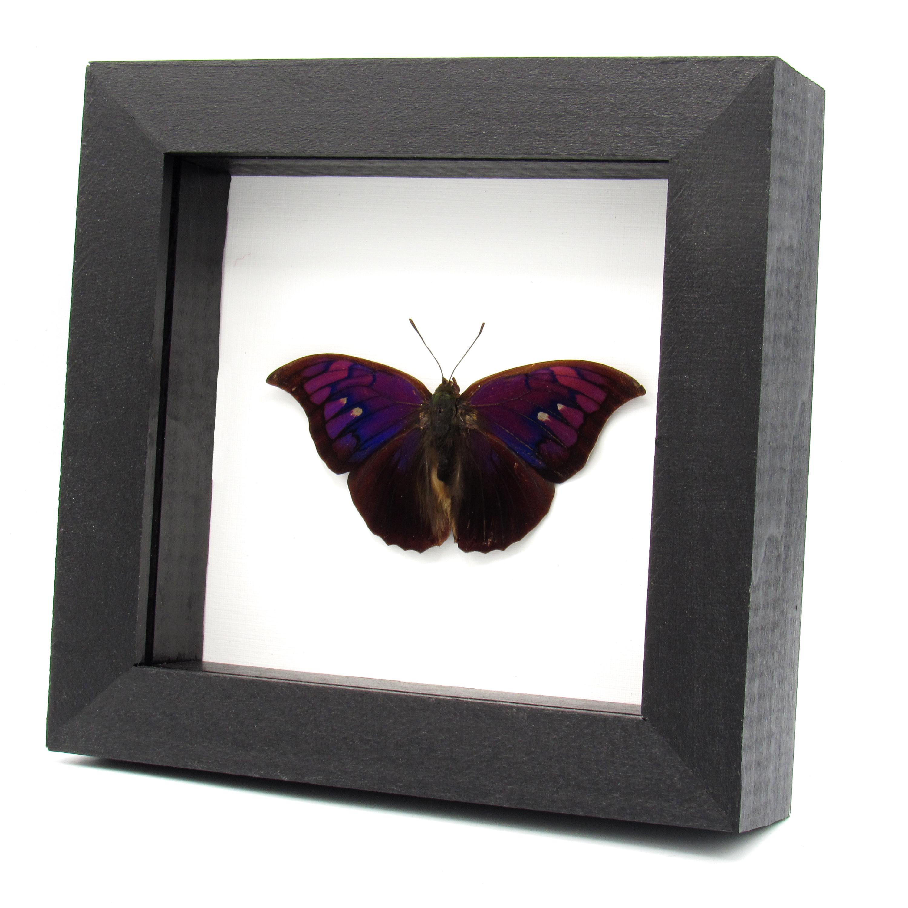 Rare Purple Butterfly Framed Taxidermy - Anaea Tyrianthina