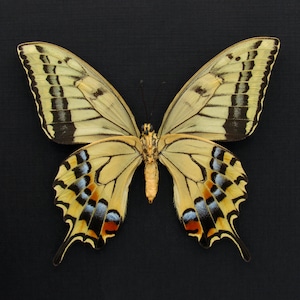 Rare XL Old World Swallowtail butterfly framed - Papilio machaon hippocrates - summer form female