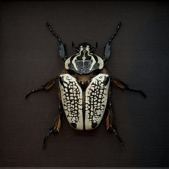 Real Giant Flower Beetle Framed Taxidermy - Goliathus Orientalis