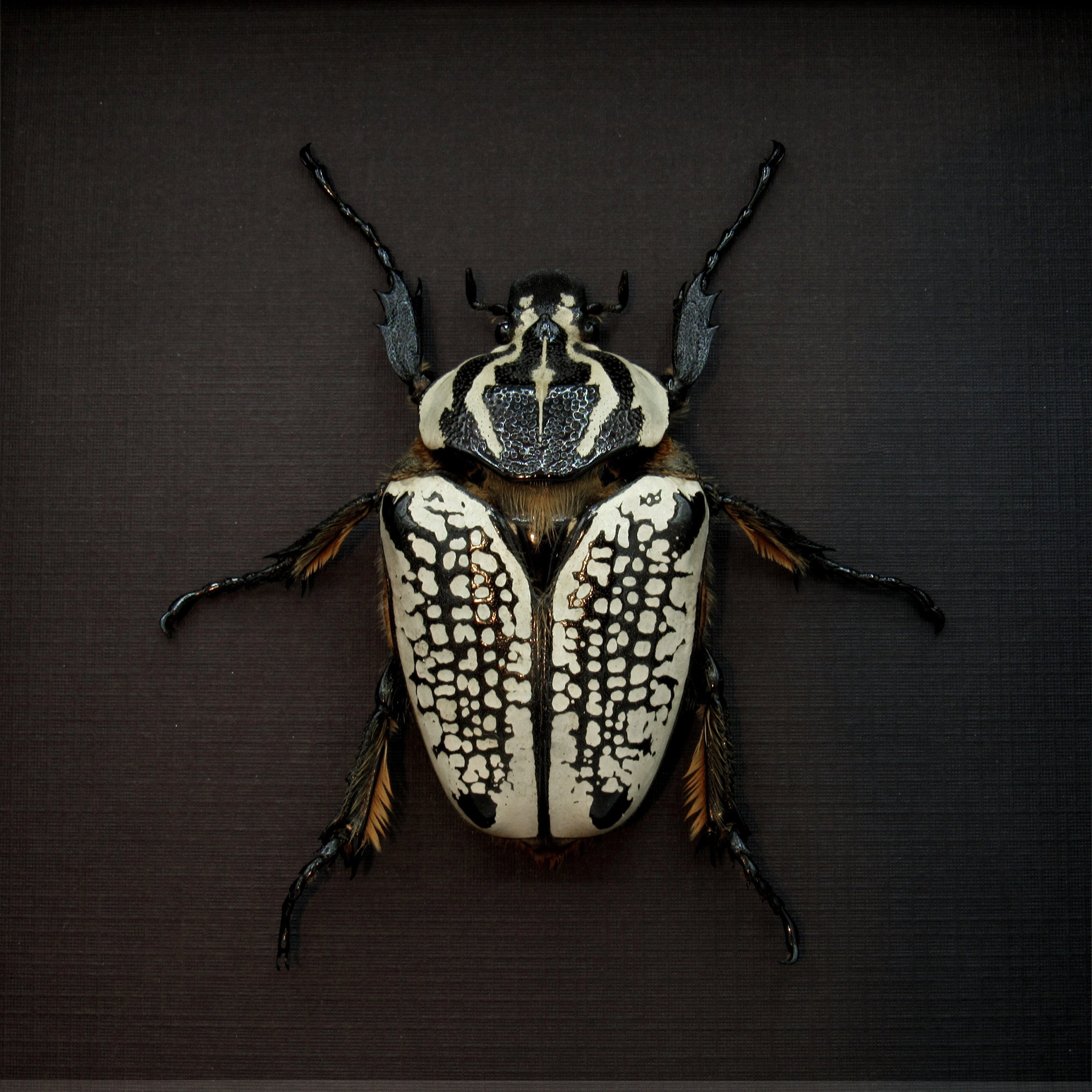 Real Giant Flower Beetle Framed Taxidermy - Goliathus Orientalis