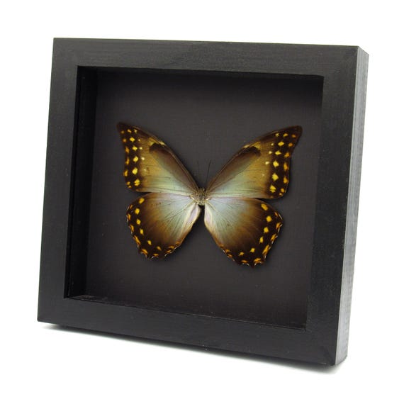 珍しい巨大モルフォ蝶の額入り剥製 - Morpho amphitryon - Etsy 日本