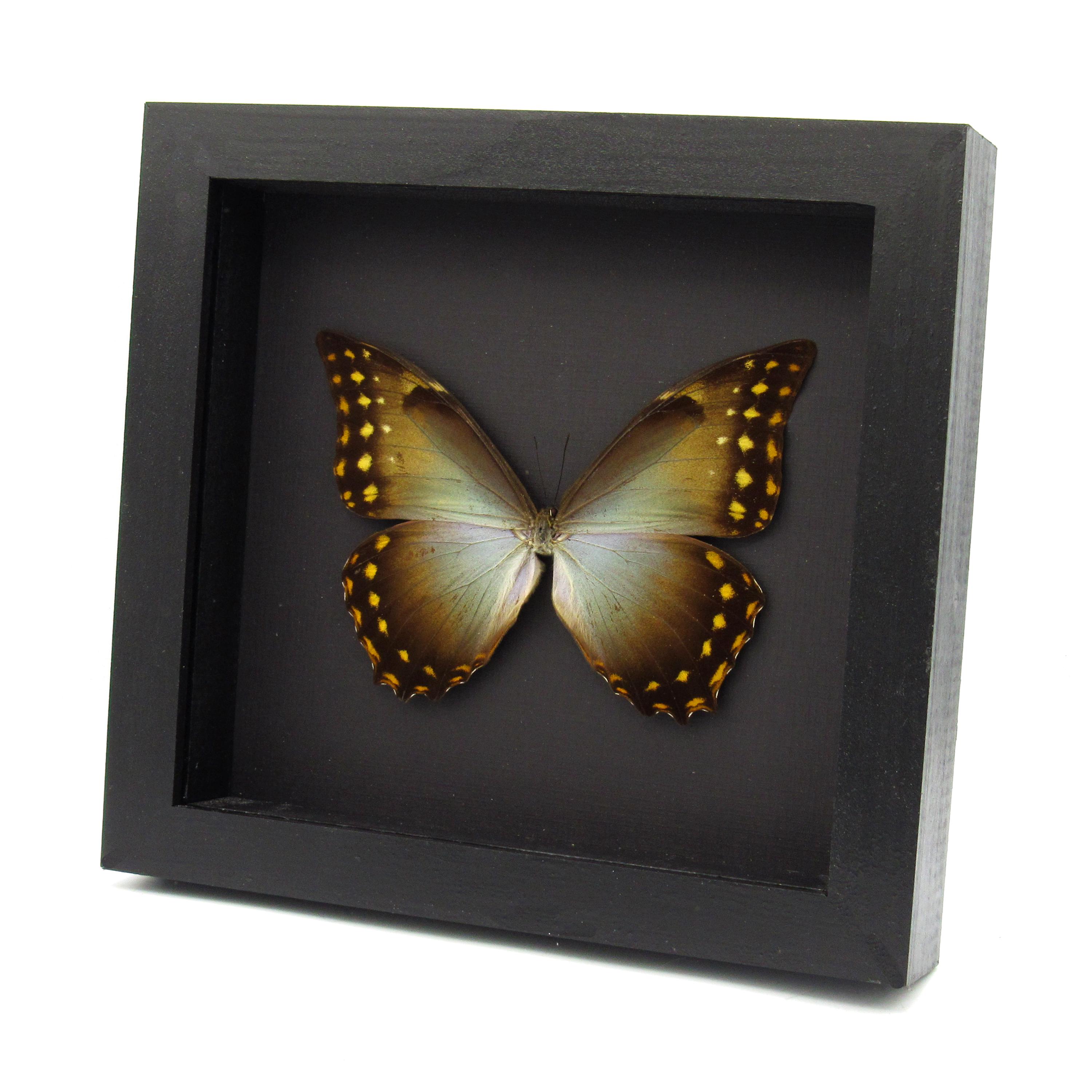 モルフォ蝶の額 珍しい巨大モルフォ蝶の額入り剥製 - Morpho amphitryon - Etsy 日本