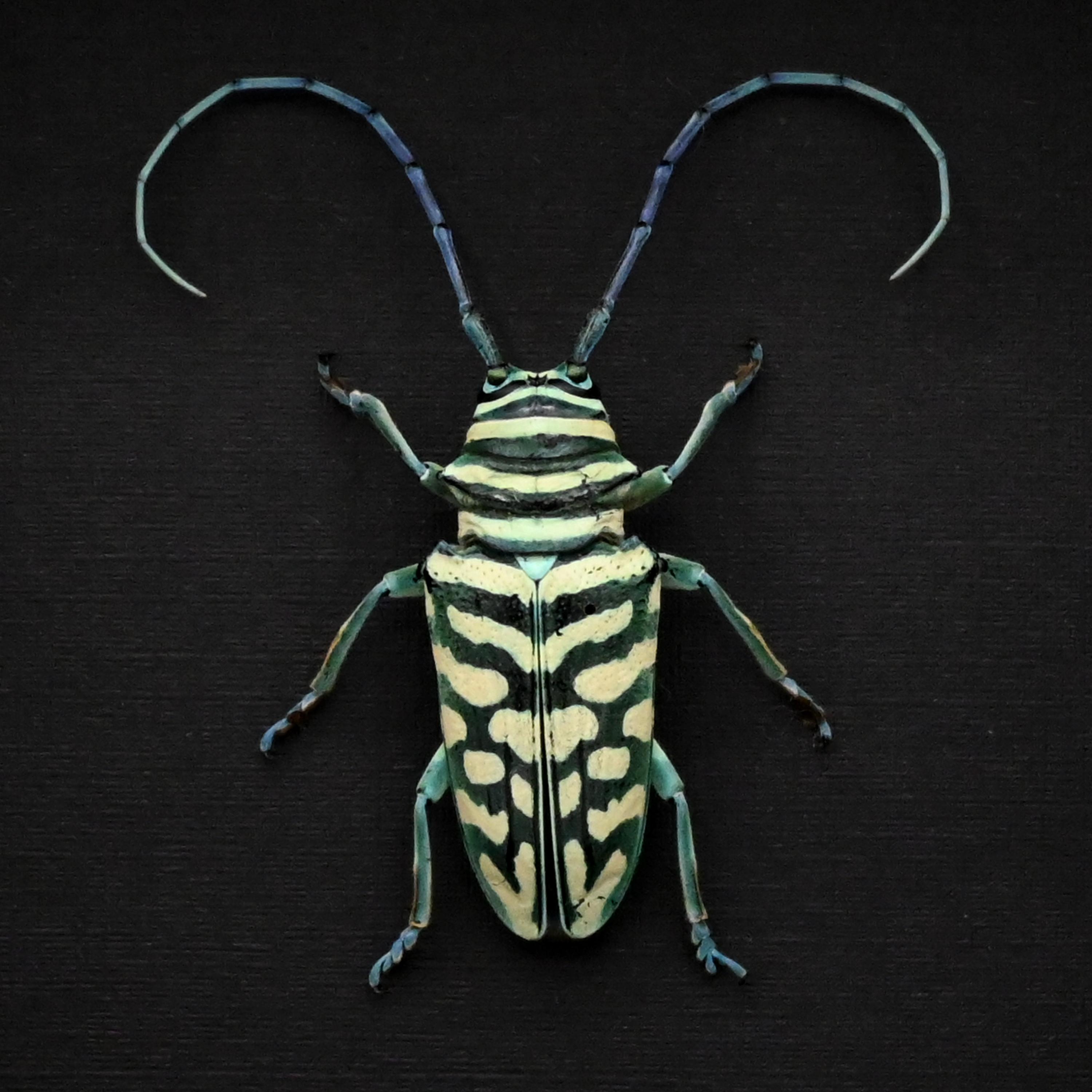 Sternotomis - Etsy